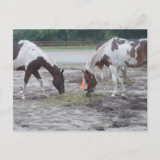 Paint/Pinto post card