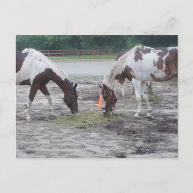 Paint/Pinto post card (Front)