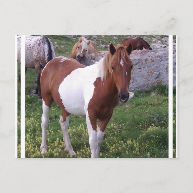 Paint Pony Postcard (Front)
