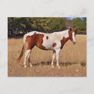 Paint Postcard