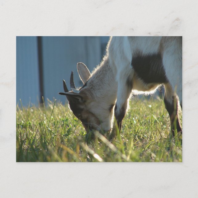 Paint Postcard (Front)