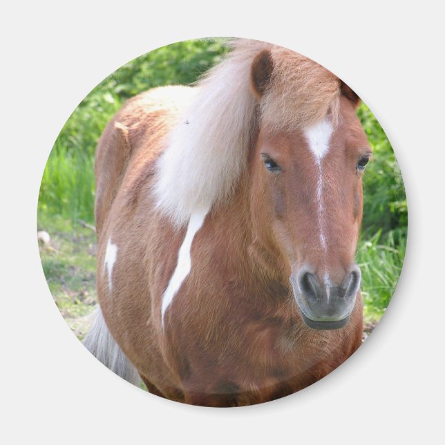 Paint Quarterhorse Magnet (Front)