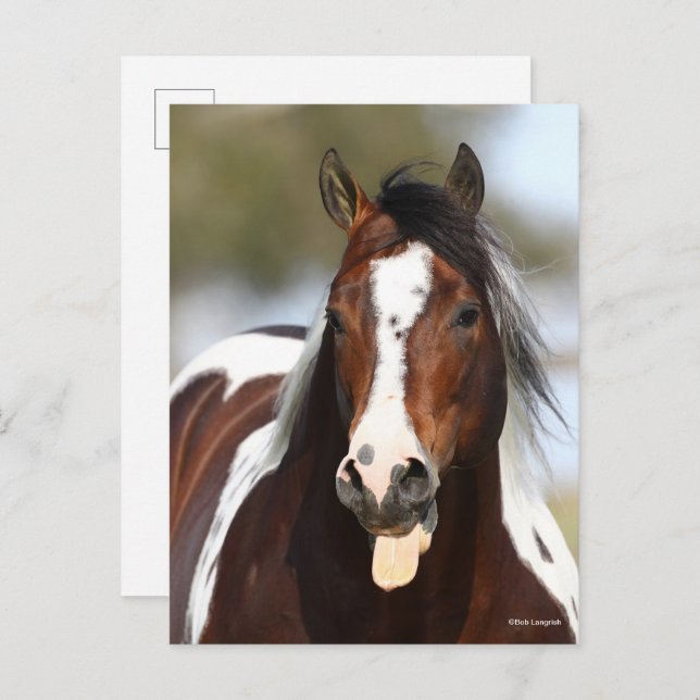 Paint Stallion with Tongue Out Headshot Postcard (Front/Back)