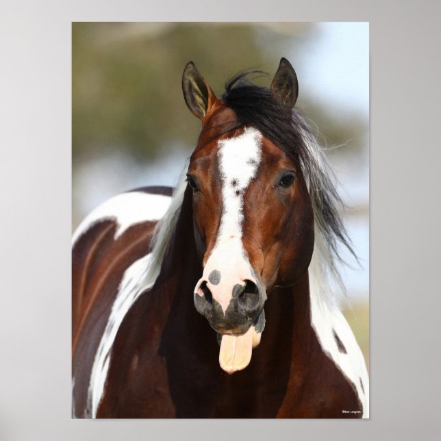 Paint Stallion with Tongue Out Headshot Poster (Front)