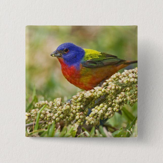 Painted Bunting 2 Inch Square Button (Front)