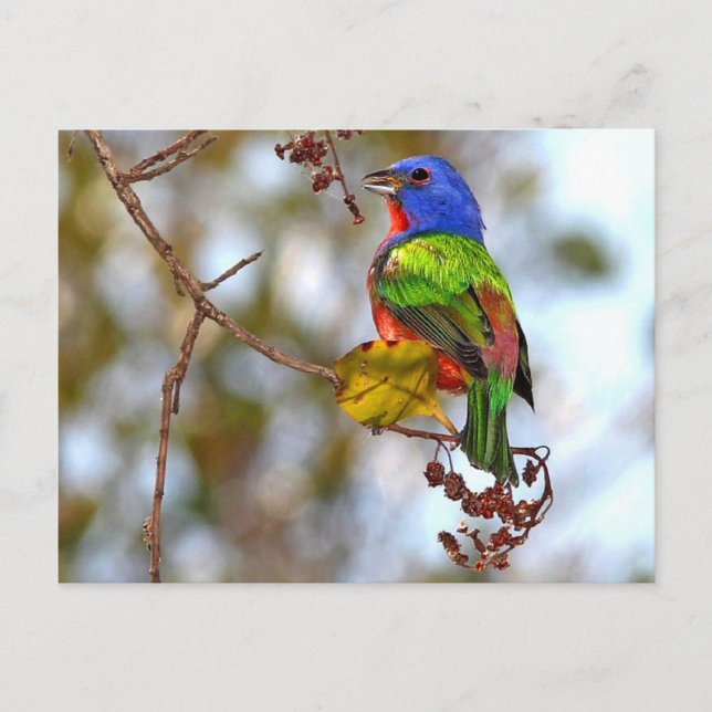 Painted Bunting, beautiful colourful bird Postcard (Front)