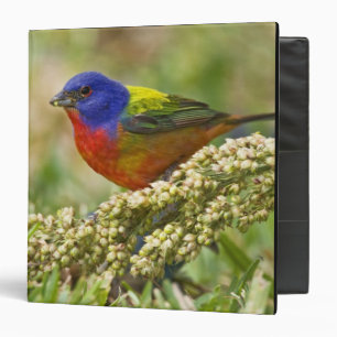 Painted Bunting Binder