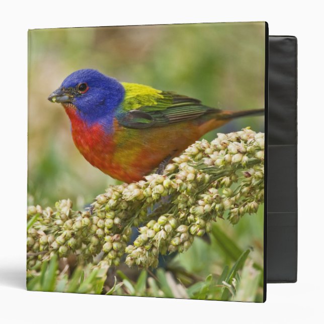 Painted Bunting Binder (Front/Inside)