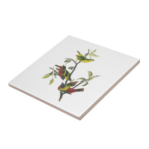 Painted Bunting by Audubon Tile