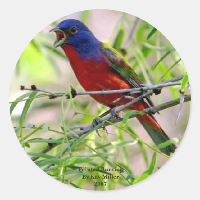 Painted Bunting By Kay Mil... Classic Round Sticker (Front)