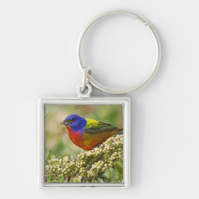 Painted Bunting Keychain (Front)