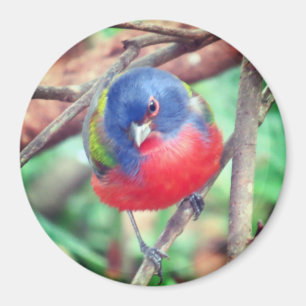 Painted Bunting Magnet