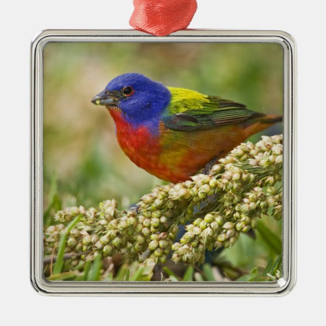 Painted Bunting Metal Ornament (Front)
