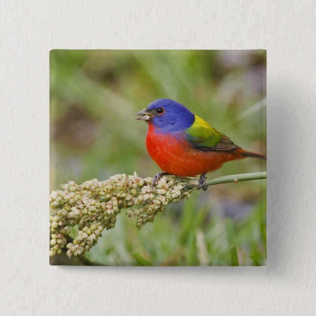 Painted Bunting (Passerian ciris) male feeding 2 Inch Square Button (Front)