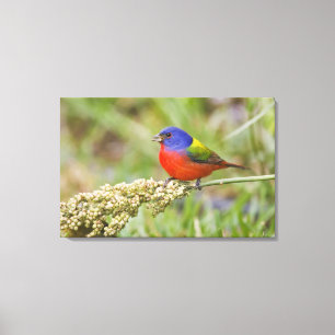 Painted Bunting (Passerian ciris) male feeding Canvas Print