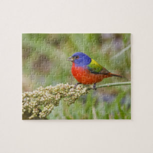 Painted Bunting (Passerian ciris) male feeding Jigsaw Puzzle