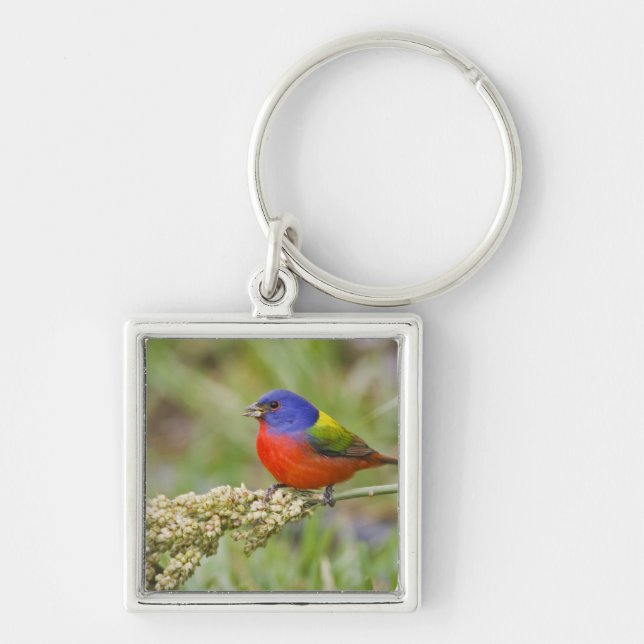 Painted Bunting (Passerian ciris) male feeding Keychain (Front)