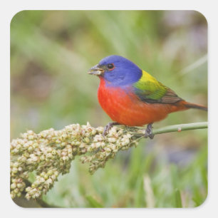 Painted Bunting (Passerian ciris) male feeding Square Sticker
