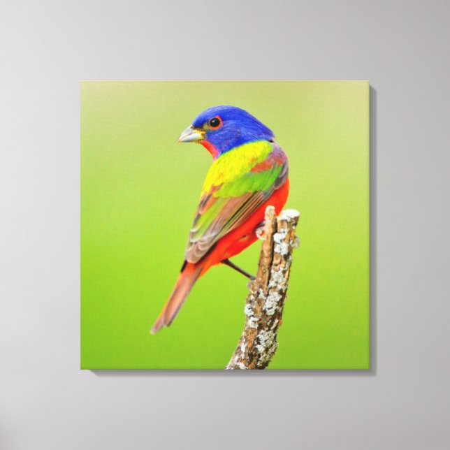 Painted Bunting (Passerina ciris) Male Perched Canvas Print (Front)