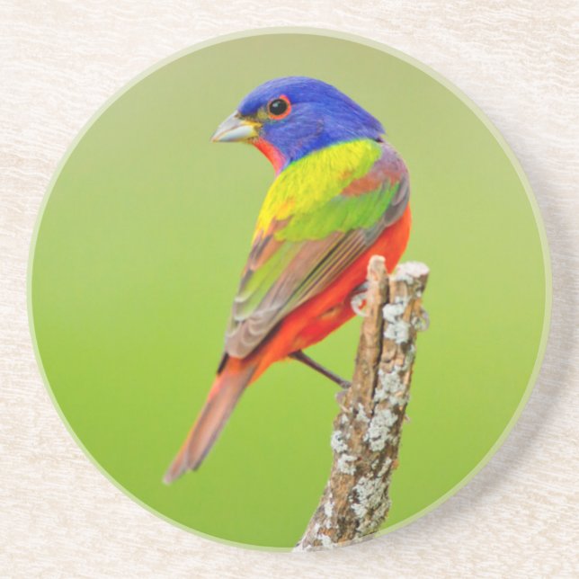 Painted Bunting (Passerina ciris) Male Perched Coaster (Front)
