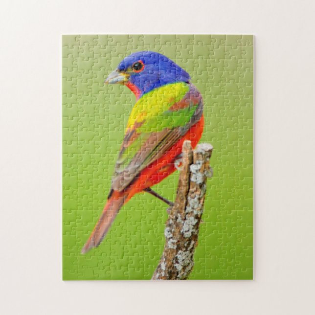 Painted Bunting (Passerina ciris) Male Perched Jigsaw Puzzle (Vertical)