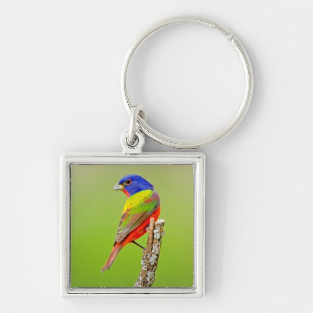 Painted Bunting (Passerina ciris) Male Perched Keychain (Front)
