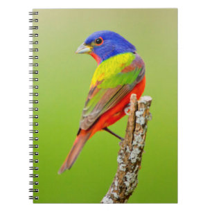 Painted Bunting (Passerina ciris) Male Perched Notebook