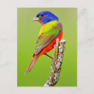 Painted Bunting (Passerina ciris) Male Perched Postcard