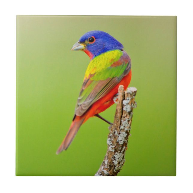 Painted Bunting (Passerina ciris) Male Perched Tile (Front)