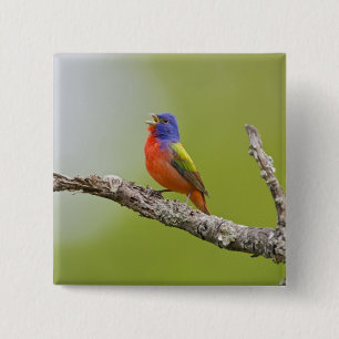 Painted Bunting Passerina ciris) male singing 2 Inch Square Button