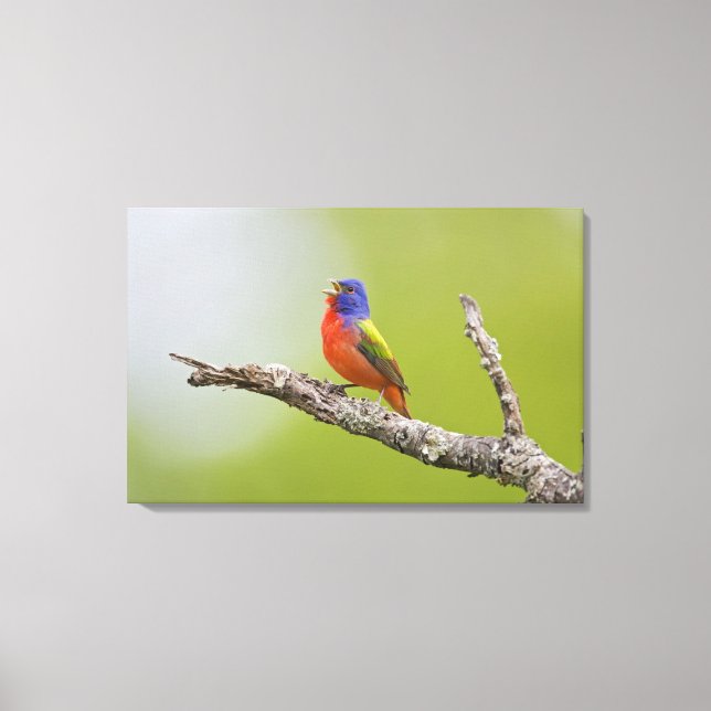 Painted Bunting Passerina ciris) male singing Canvas Print (Front)