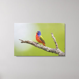 Painted Bunting Passerina ciris) male singing Canvas Print