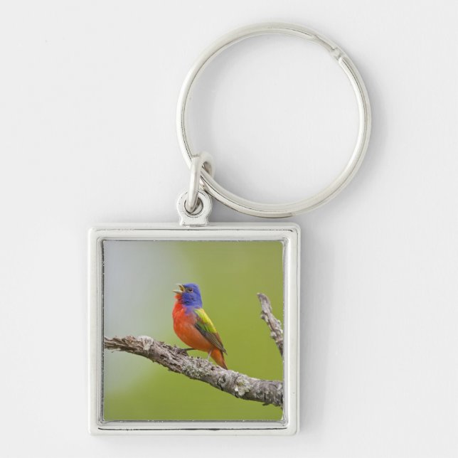 Painted Bunting Passerina ciris) male singing Keychain (Front)