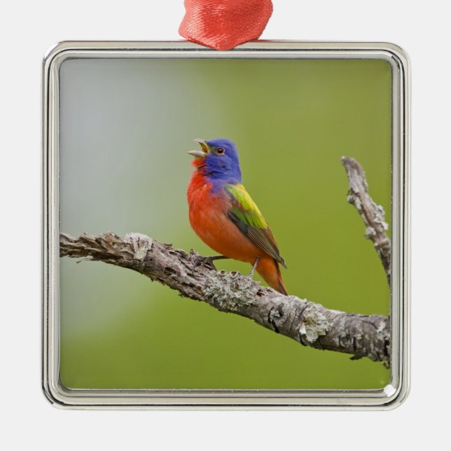Painted Bunting Passerina ciris) male singing Metal Ornament (Front)