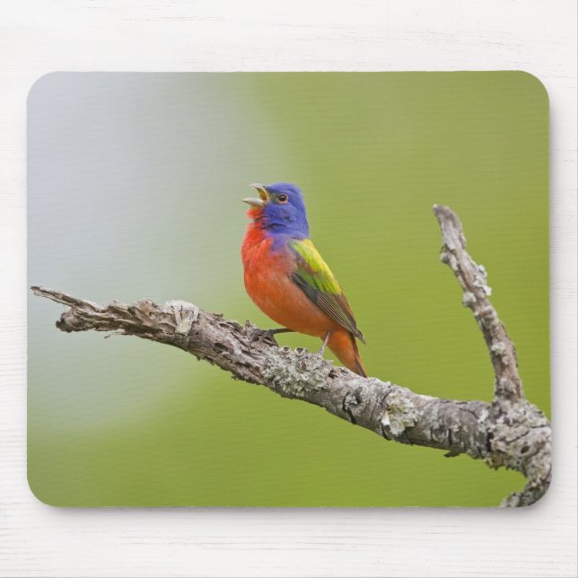 Painted Bunting Passerina ciris) male singing Mouse Pad (Front)