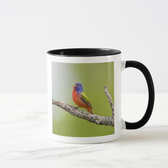 Painted Bunting Passerina ciris) male singing Mug (Right)