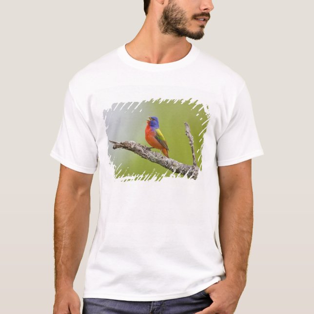 Painted Bunting Passerina ciris) male singing T-Shirt (Front)