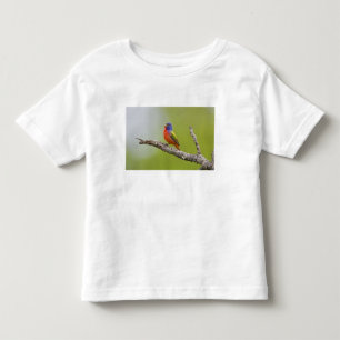 Painted Bunting Passerina ciris) male singing Toddler T-shirt