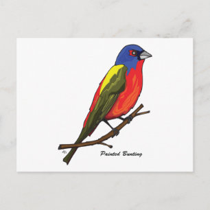 PAINTED BUNTING POSTCARD