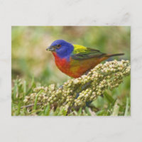 Painted Bunting