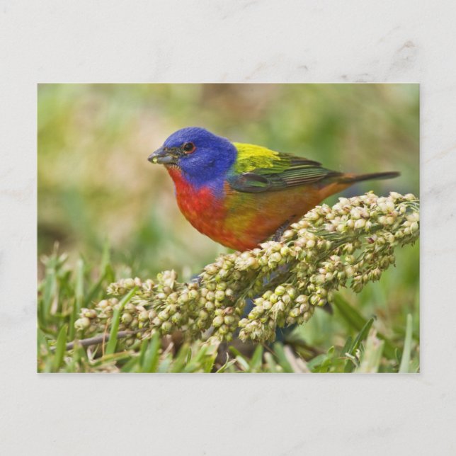 Painted Bunting Postcard (Front)
