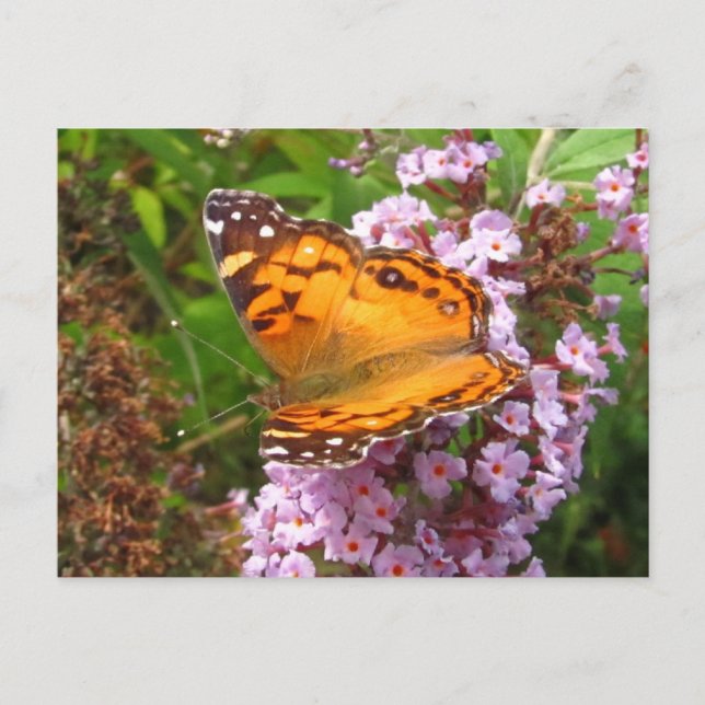 Painted butterfly ~ postcard (Front)