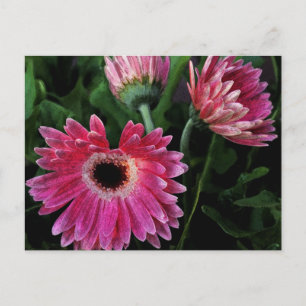 Painted Daisies Postcard