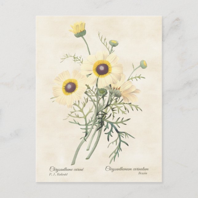 Painted Daisy Chrysanthemum Vintage Botanical Postcard (Front)