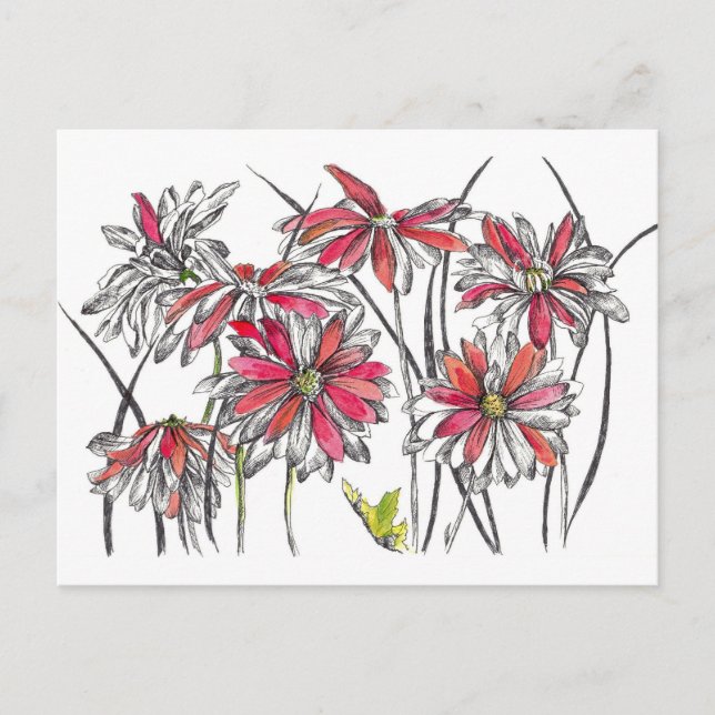 Painted Daisy Flowers Botanical Art Ink Drawing Postcard (Front)