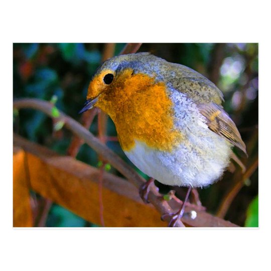 Painted Effect Robin Postcard