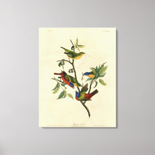 Painted Finch (Bunting) Audubon's Birds of America Canvas Print