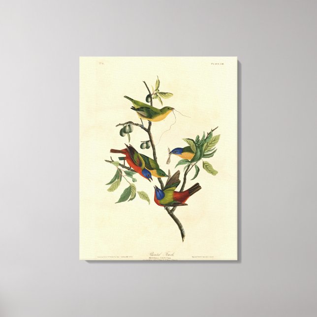 Painted Finch (Bunting) Audubon's Birds of America Canvas Print (Front)