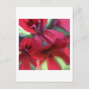 Painted Geraniums Postcard