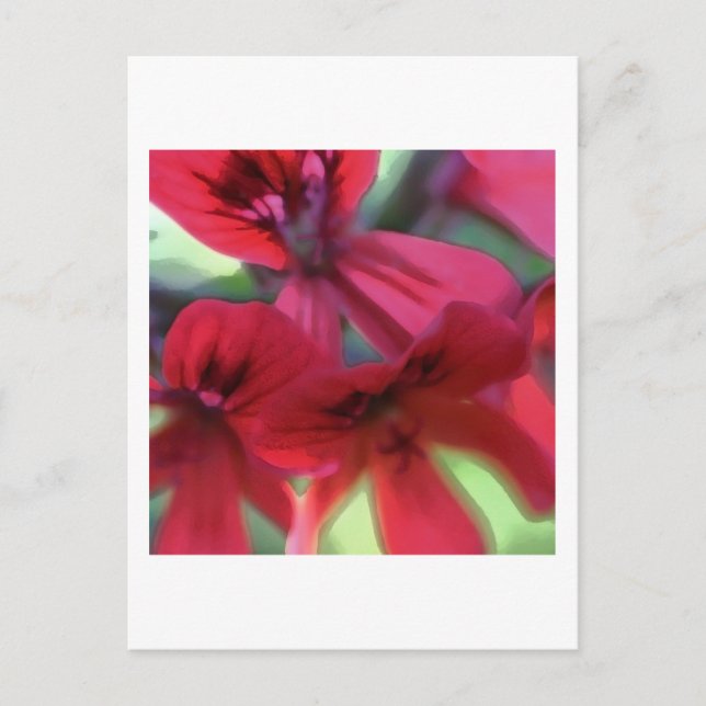 Painted Geraniums Postcard (Front)
